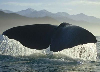 whales - random desktop wallpaper