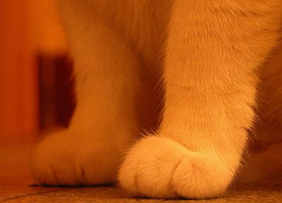 cats, animals, paws - duplicate desktop wallpaper