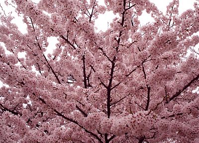 trees, flowers, Blossom - random desktop wallpaper