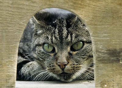 cats, animals, green eyes, hunt - duplicate desktop wallpaper