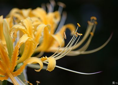close-up, flowers, yellow flowers - related desktop wallpaper
