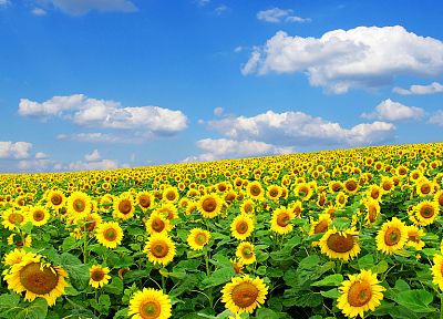 flowers, fields, sunflowers, yellow flowers - random desktop wallpaper