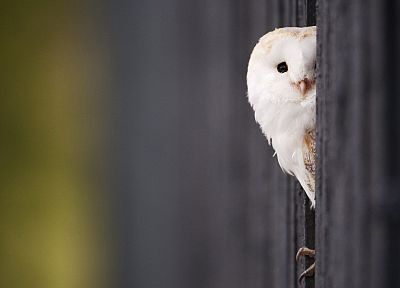 birds, owls - duplicate desktop wallpaper