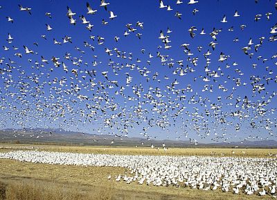 snow, apache, wildlife, national, New Mexico, geese - duplicate desktop wallpaper