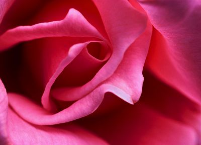close-up, flowers, pink, macro, roses - desktop wallpaper