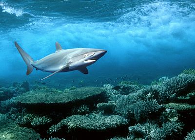 fish, sharks, underwater - desktop wallpaper