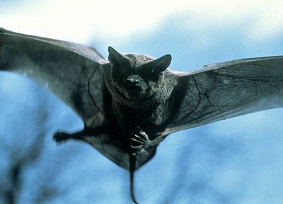 mammals, bats - related desktop wallpaper