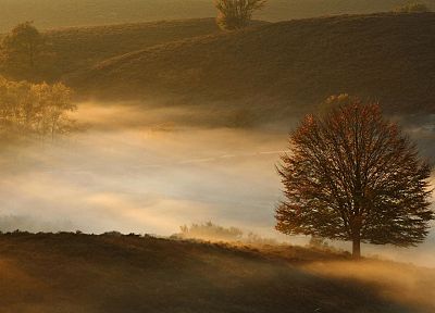 landscapes, nature, trees, fog - duplicate desktop wallpaper