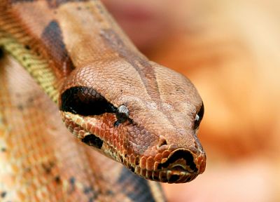 animals, snakes - desktop wallpaper