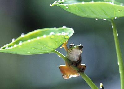 animals, leaves, frogs, amphibians - related desktop wallpaper