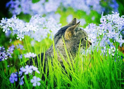flowers, cats, animals, outdoors - related desktop wallpaper