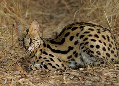 animals, outdoors, serval, spotted - related desktop wallpaper