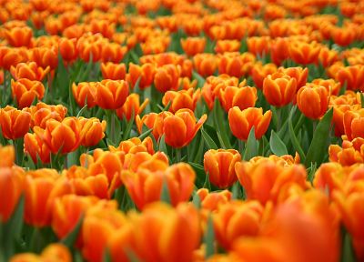 nature, flowers, tulips - related desktop wallpaper