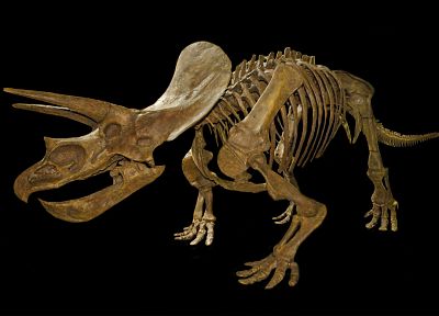 dinosaurs, skeletons - duplicate desktop wallpaper