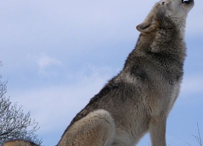 nature, wolves - random desktop wallpaper