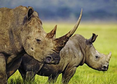 rhinoceros, Africa - duplicate desktop wallpaper