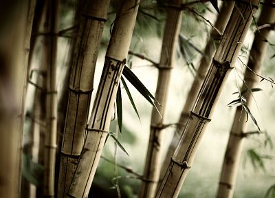 forests, leaves, bamboo, plants - random desktop wallpaper