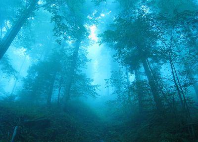 blue, landscapes, nature, trees, forests, fog, mist - desktop wallpaper