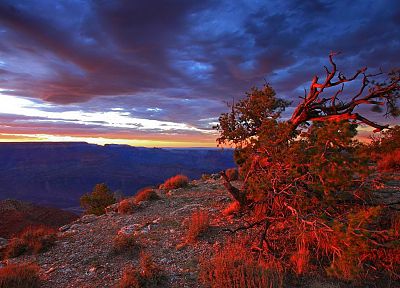 sunset, point, USA, Arizona, Grand Canyon, National Park, bushes - related desktop wallpaper