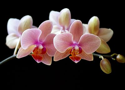 flowers, orchids - duplicate desktop wallpaper