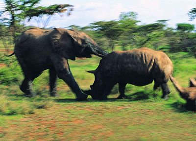 animals, rhinoceros, elephants - random desktop wallpaper