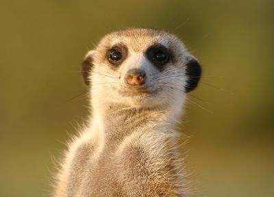 animals, meerkats - desktop wallpaper