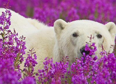 animals, National Park, polar bears, purple flowers - desktop wallpaper