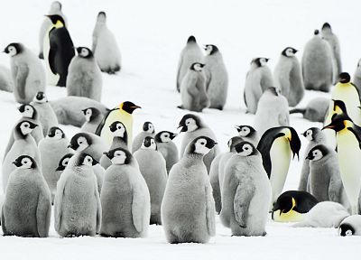snow, penguins - duplicate desktop wallpaper