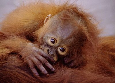 animals, baby animals, orangutans - duplicate desktop wallpaper