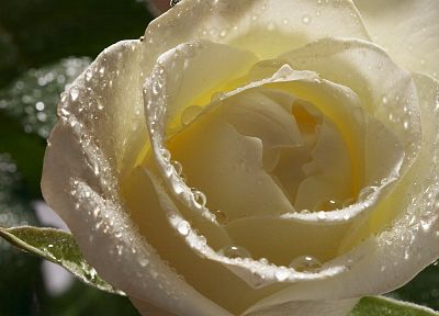 flowers, roses, white flowers - desktop wallpaper