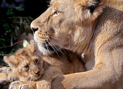 animals, tigers, lions - duplicate desktop wallpaper