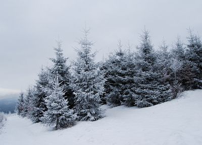snow, trees - desktop wallpaper