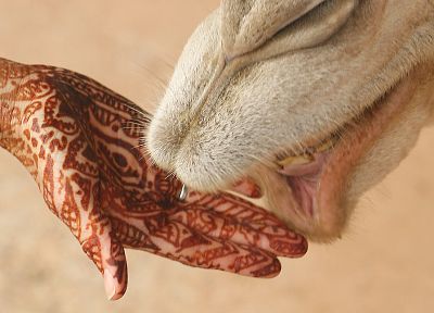 palm, hands, Henna - duplicate desktop wallpaper