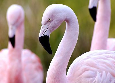 pink, birds, flamingos - duplicate desktop wallpaper