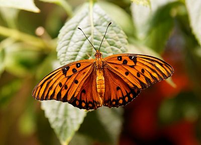 insects, butterflies - related desktop wallpaper