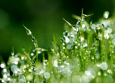 grass, water drops - random desktop wallpaper