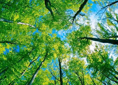 trees, skyscapes - desktop wallpaper