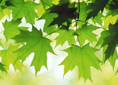 green, leaves - random desktop wallpaper