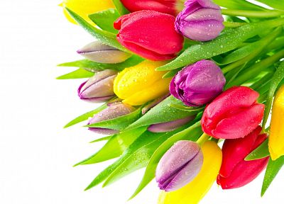 flowers, tulips, colors - duplicate desktop wallpaper