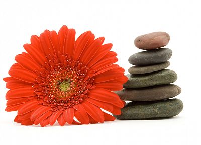 flowers, stones, pebbles, white background - desktop wallpaper