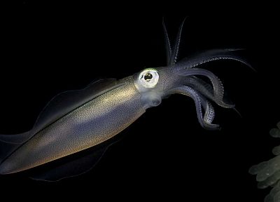 squid - related desktop wallpaper