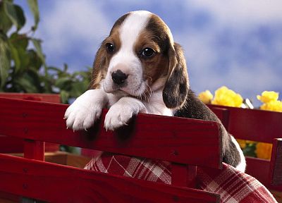 beagle - duplicate desktop wallpaper