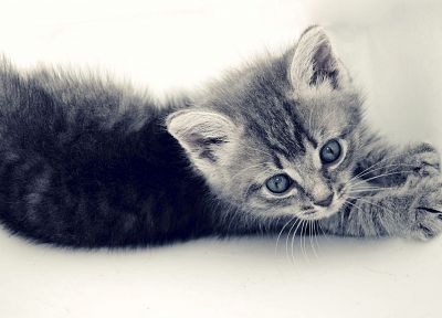 cats, animals, kittens, white background - desktop wallpaper