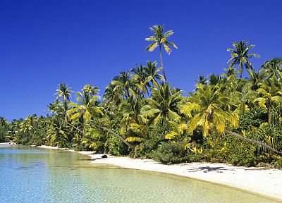 Cook Islands, coconut, Grove - random desktop wallpaper