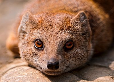 animals, mongoose - random desktop wallpaper