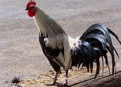 birds, chickens, roosters - desktop wallpaper