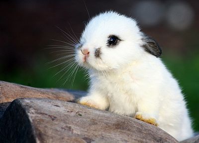 bunnies, animals - random desktop wallpaper