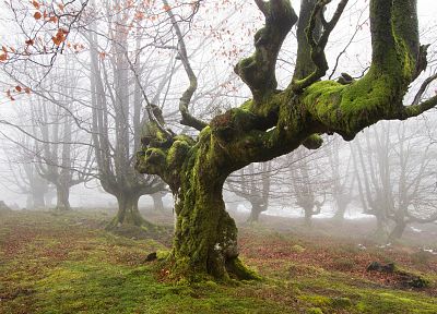 trees, fog, moss - desktop wallpaper