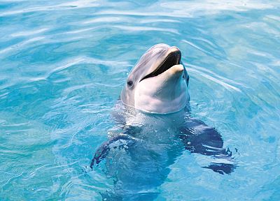 water, dolphins - random desktop wallpaper