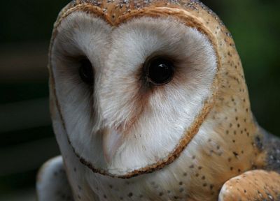 animals, owls - random desktop wallpaper
